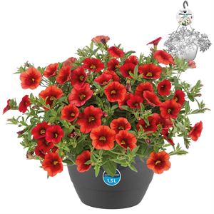 Afbeelding van HP27 o.kl. Calibrachoa Orange